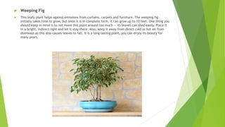  Weeping Fig
 This leafy plant helps against emissions from curtains, carpets and furniture. The weeping fig
initially takes time to grow, but once it is in complete form, it can grow up to 10 feet. One thing you
should keep in mind is to not move this plant around too much — its leaves can shed easily. Place it
in a bright, indirect light and let it stay there. Also, keep it away from direct cold or hot air from
doorways as this also causes leaves to fall. It is a long-lasting plant, you can enjoy its beauty for
many years.
 