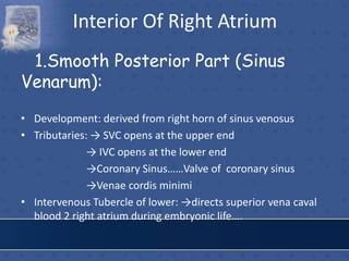 Interior Of Right Atrium
1.Smooth Posterior Part (Sinus
Venarum):
• Development: derived from right horn of sinus venosus
• Tributaries: → SVC opens at the upper end
→ IVC opens at the lower end
→Coronary Sinus……Valve of coronary sinus
→Venae cordis minimi
• Intervenous Tubercle of lower: →directs superior vena caval
blood 2 right atrium during embryonic life….
 
