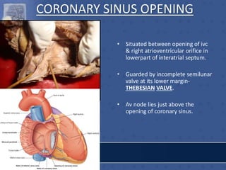 CORONARY SINUS OPENING
• Situated between opening of ivc
& right atrioventricular orifice in
lowerpart of interatrial septum.
• Guarded by incomplete semilunar
valve at its lower margin-
THEBESIAN VALVE.
• Av node lies just above the
opening of coronary sinus.
 