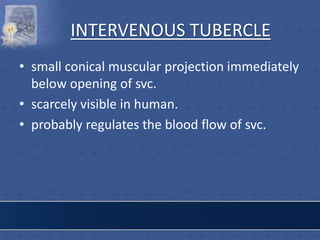 INTERVENOUS TUBERCLE
• small conical muscular projection immediately
below opening of svc.
• scarcely visible in human.
• probably regulates the blood flow of svc.
 