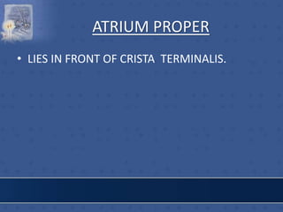 ATRIUM PROPER
• LIES IN FRONT OF CRISTA TERMINALIS.
 