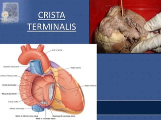 CRISTA
TERMINALIS
 