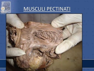 MUSCULI PECTINATI
 