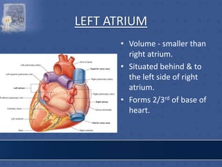 LEFT ATRIUM
• Volume - smaller than
right atrium.
• Situated behind & to
the left side of right
atrium.
• Forms 2/3rd of base of
heart.
 