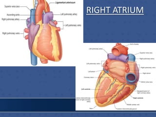 RIGHT ATRIUM
 