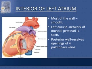 INTERIOR OF LEFT ATRIUM
• Most of the wall –
smooth.
• Left auricle -network of
musculi pectinati is
seen.
• Posterior wall-receives
openings of 4
pulmonary veins.
 