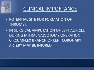 CLINICAL IMPORTANCE
• POTENTIAL SITE FOR FORMATION OF
THROMBI.
• IN SURGICAL AMPUTATION OF LEFT AURICLE
DURING MITRAL VALVOTOMY OPERATION,
CIRCUMFLEX BRANCH OF LEFT CORONARY
ARTERY MAY BE INJURED.
 