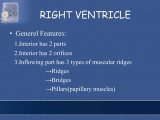 RIGHT VENTRICLE
• Generel Features:
1.Interior has 2 parts
2.Interior has 2 orifices
3.Inflowing part has 3 types of muscular ridges
→Ridges
→Bridges
→Pillars(papillary muscles)
 