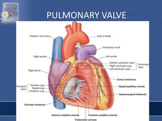 PULMONARY VALVE
 
