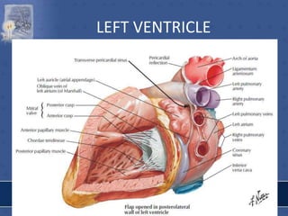 LEFT VENTRICLE
 