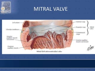 MITRAL VALVE
 