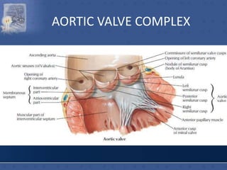 AORTIC VALVE COMPLEX
 