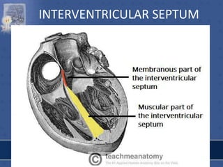 INTERVENTRICULAR SEPTUM
 