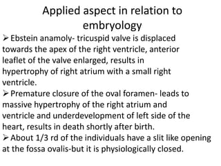 Applied aspect in relation to
embryology
Ebstein anamoly- tricuspid valve is displaced
towards the apex of the right ventricle, anterior
leaflet of the valve enlarged, results in
hypertrophy of right atrium with a small right
ventricle.
Premature closure of the oval foramen- leads to
massive hypertrophy of the right atrium and
ventricle and underdevelopment of left side of the
heart, results in death shortly after birth.
About 1/3 rd of the individuals have a slit like opening
at the fossa ovalis-but it is physiologically closed.
 