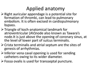Applied anatomy
Right auricular appendage is a potential site for
formation of thrombi, can lead to pulmonary
embolism. It is often excised in cardiopulmonary
bypass.
Triangle of koch-anatomical landmark for
atrioventricular (AV)node also known as Tawara’s
node.It is just above the opening of coronary sinus, at
the level of lower part of sulcus terminalis.
Crista terminalis and atrial septum are the sites of
genesis of arrhythmias.
Inferior vena caval opening is used for sending
catheters owing to its wider diameter.
Fossa ovalis is used for transseptal puncture.
 