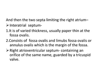 And then the two septa limiting the right atrium–
Interatrial septum-
1.It is of varied thickness, usually paper thin at the
fossa ovalis.
2.Consists of fossa ovalis and limubs fossa ovalis or
annulus ovalis which is the margin of the fossa.
Right atrioventricular septum- containing an
orifice of the same name, guarded by a tricuspid
valve.
 