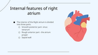 Internal Right Atrium presentation on Interior of Right Atrium.pptx