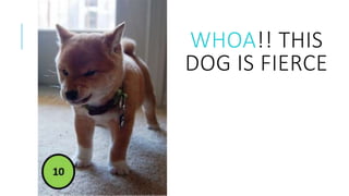 WHOA!! THIS
DOG IS FIERCE
 