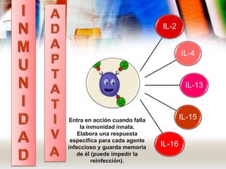 IL-2
IL-4
IL-13
IL-15
IL-16
Entra en acción cuando falla
la inmunidad innata.
Elabora una respuesta
específica para cada agente
infeccioso y guarda memoria
de él (puede impedir la
reinfección).
 
