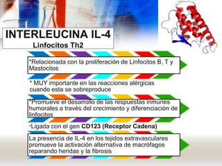 *Relacionada con la proliferación de Linfocitos B, T y
Mastocitos
* MUY importante en las reacciones alérgicas
cuando esta se sobreproduce
*Promueve el desarrollo de las respuestas inmunes
humorales a través del crecimiento y diferenciación de
linfocitos
*Ligada con el gen CD123 (Receptor Cadena)
La presencia de IL-4 en los tejidos extravasculares
promueve la activación alternativa de macrófagos
reparando heridas y la fibrosis
INTERLEUCINA IL-4
Linfocitos Th2
 