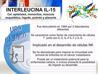 INTERLEUCINA IL-15
Cel. epiteliales, monocitos, músculo
esquelético, hígado, pulmón y placenta
Fue descubierto en 1994 por 2 laboratorios
diferentes
Se caracterizó como factor de crecimiento de células
T junto con IL-2, IL-4 IL-7 y IL-9.
Implicado en el desarrollo de células NK
Se ha demostrado para mejorar la inmunidad anti-
tumoral de linfocitos en el cáncer metastasico
Puede ser un tratamiento potencial para la
enfermedad celíaca, e incluso presenta la posibilidad
de impedir su desarrollo
 