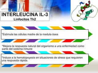 INTERLEUCINA IL-3
Linfocitos Th2
*Estimula las células madre de la medula ósea
*Mejora la respuesta natural del organismo a una enfermedad como
parte del sistema inmune
*Induce a la hematopoyesis en situaciones de stress que requieren
una respuesta rápida.
 