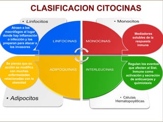 Atraen a los
macrófagos al lugar
donde hay inflamación
o infección y los
preparan para atacar a
los invasores
Mediadores
solubles de la
respuesta
inmune
Se piensa que su
acción se modifica
con muchas
enfermedades
relacionadas con la
obesidad
Regulan los eventos
que afecten al Sist.
Inmune como
activación y secreción
de anticuerpos y
quimiotaxis
CLASIFICACION CITOCINAS
 