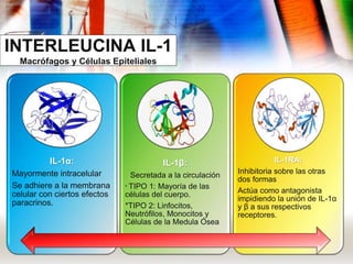 INTERLEUCINA IL-1
Macrófagos y Células Epiteliales
IL-1α:
Mayormente intracelular
Se adhiere a la membrana
celular con ciertos efectos
paracrinos.
IL-1β:
Secretada a la circulación
* TIPO 1: Mayoría de las
células del cuerpo.
*TIPO 2: Linfocitos,
Neutrófilos, Monocitos y
Células de la Medula Ósea
IL-1RA:
Inhibitoria sobre las otras
dos formas
Actúa como antagonista
impidiendo la unión de IL-1α
y β a sus respectivos
receptores.
 