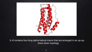 IL-6 contains four long alpha-helical chains that are arranged in an up-up-
down-down topology
15
 