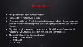 Interleukin-31
✘ Anti-parallel four-helix bundle structure
✘ Produced by T helper type 2 cells
✘ Emerging evidence - T cell-derived cytokines are helps in the development
of an effective immune response, but when dysregulated they can promote
disease
✘ Signals through a receptor complex made of IL-31RA and Oncostatin M
receptor β (OSMRβ) expressed in immune and epithelial cells.
✘ These signals activate three pathways:
○ ERK1/2 MAP kinase
○ PI3K/AKT
○ JAK1/2
23
 