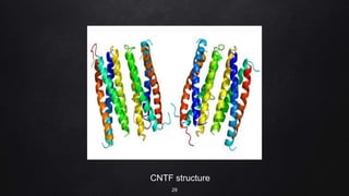 CNTF structure
29
 