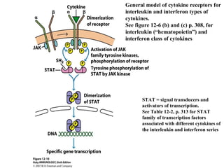 General model of cytokine receptors for
interleukin and interferon types of
cytokines.
See figure 12-6 (b) and (c) p. 308, for
interleukin (“hematopoietin”) and
interferon class of cytokines
STAT = signal transducers and
activators of transcription.
See Table 12-2, p. 313 for STAT
family of transcription factors
associated with different cytokines of
the interleukin and interferon series
 