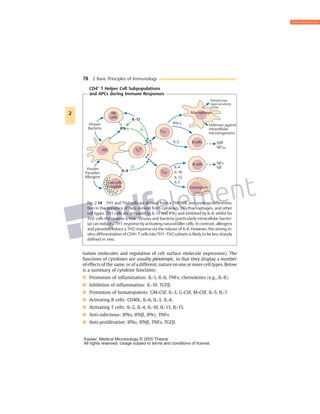 tiation molecules and regulation of cell surface molecule expression). The
functions of cytokines are usually pleiotropic, in that they display a number
of effects of the same, or of a different, nature on one or more cell types. Below
is a summary of cytokine functions:
& Promotion of inflammation: IL-1, IL-6, TNFa, chemokines (e.g., IL-8).
& Inhibition of inflammation: IL-10, TGFb.
& Promotion of hematopoiesis: GM-CSF, IL-3, G-CSF, M-CSF, IL-5, IL-7.
& Activating B cells: CD40L, IL-6, IL-3, IL-4.
& Activating T cells: IL-2, IL-4, IL-10, IL-13, IL-15.
& Anti-infectious: IFNa, IFNb, IFNc, TNFa.
& Anti-proliferative: IFNa, IFNb, TNFa, TGFb.
78 2 Basic Principles of Immunology
CD4+
T Helper Cell Subpopulations
and APCs during Immune Responses
NK
cells
IFN-γ
IL-12
TH2
TH1
TH
0
APC
Viruses
Bacteria
Viruses
Parasites
Allergens
Mast cells
Basophils
IL-4
–
Macrophages
Eosinophils
B cells
B cells
IFN-γ
IL-2
IL-4
IL-5
IL-10
IL-13
IgM
IgG2a
Delayed type
hypersensitivity
(DTH)
Defenses against
intracellular
microorganisms
IgG1
IgE
+
+
Fig. 2.14 TH1 and TH2 cells are derived from a TH0 cell, and undergo differentia-
tion in the presence of help derived from cytokines, DC, macrophages, and other
cell types. TH1 cells are activated by IL-12 and IFNc and inhibited by IL-4; whilst for
TH2 cells the reverse is true. Viruses and bacteria (particularly intracellular bacter-
ia) can induce a TH1 response by activating natural killer cells. In contrast, allergens
and parasites induce a TH2 response via the release of IL-4. However, the strong in-
vitro differentiation of CD4+ Tcells intoTH1–TH2 subsets is likely to be less sharply
defined in vivo.
2
Kayser, Medical Microbiology © 2005 Thieme
All rights reserved. Usage subject to terms and conditions of license.
 