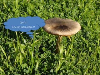 Ups!!! e eu con estes pelos..!! 