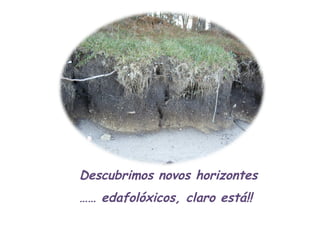 Descubrimos novos horizontes ……  edafolóxicos, claro está!! 