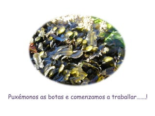 Puxémonos as botas e comenzamos a traballar…….! 