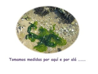 Tomamos medidas por aquí e por alá ……… 
