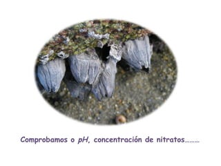Comprobamos o  pH , concentración de nitratos……… 