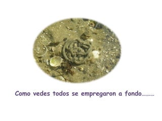 Como vedes todos se empregaron a fondo……… 