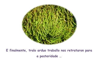 E finalmente, tralo arduo traballo nos retrataron para a posteridade … 