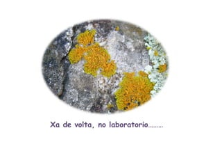 Xa de volta, no laboratorio……… 