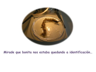 Mirade que bonita nos estaba quedando a identificación… 