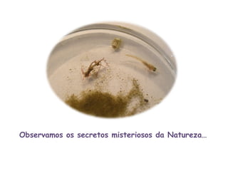 Observamos os secretos misteriosos da Natureza… 