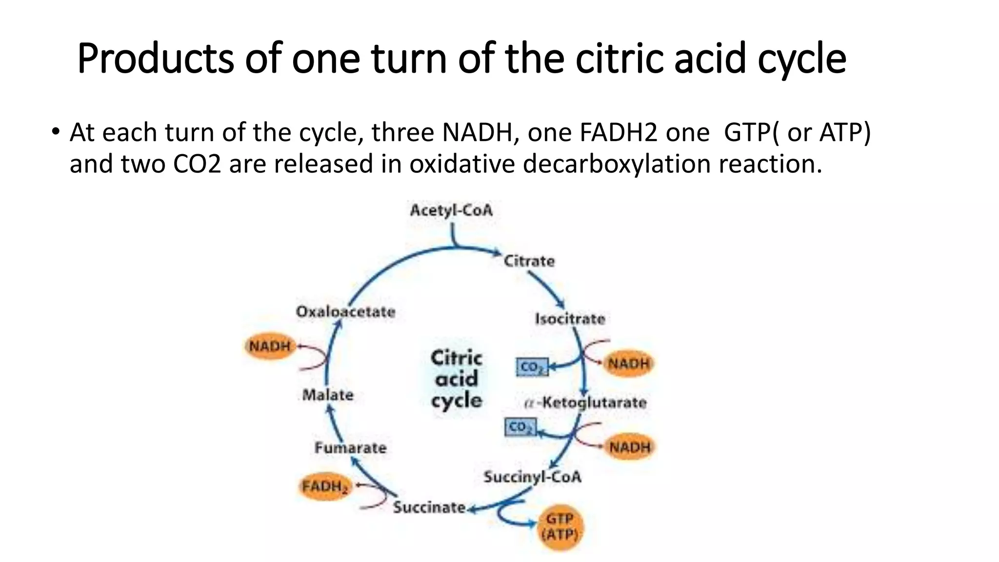 Products of one turn of the citric acid cycle
• At each turn of the cycle, three NADH, one FADH2 one GTP( or ATP)
and two CO2 are released in oxidative decarboxylation reaction.
 