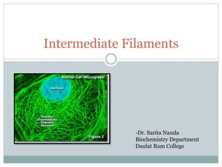 Intermediate Filaments
-Dr. Sarita Nanda
Biochemistry Department
Daulat Ram College
 