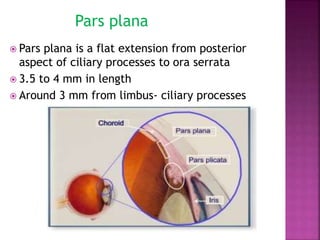  Pars plana is a flat extension from posterior
aspect of ciliary processes to ora serrata
 3.5 to 4 mm in length
 Around 3 mm from limbus- ciliary processes
Pars plana
 