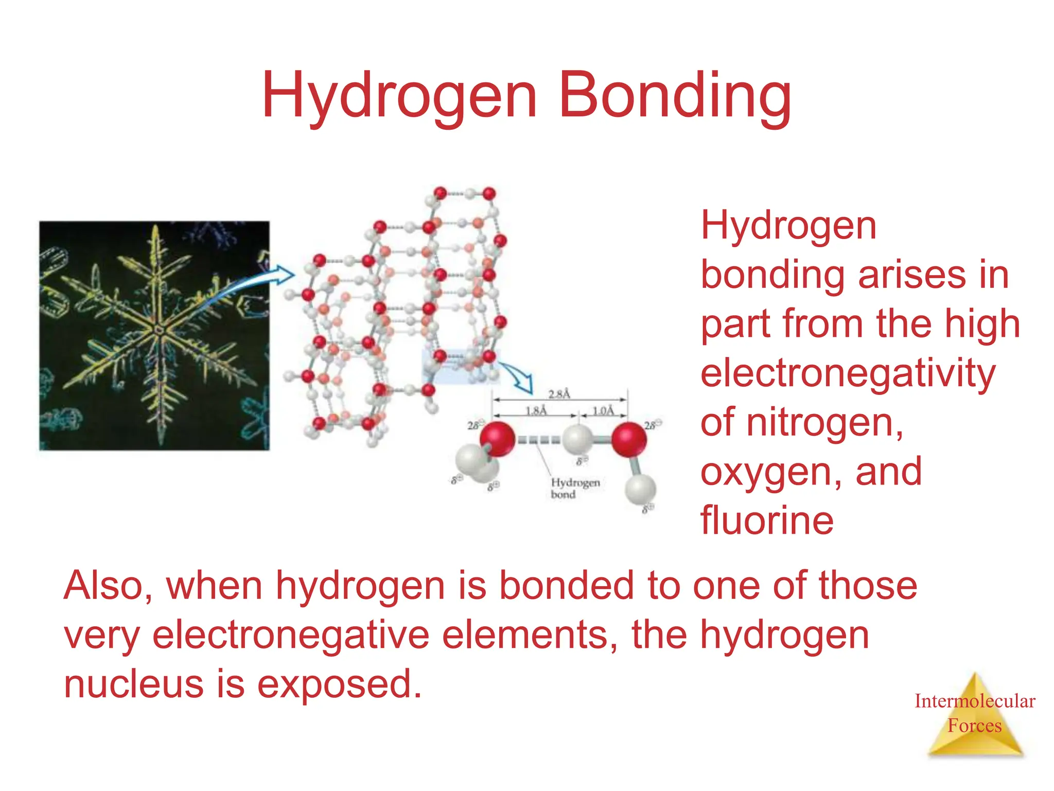 Intermolecular
Forces
Hydrogen Bonding
Hydrogen
bonding arises in
part from the high
electronegativity
of nitrogen,
oxygen, and
fluorine
Also, when hydrogen is bonded to one of those
very electronegative elements, the hydrogen
nucleus is exposed.
 