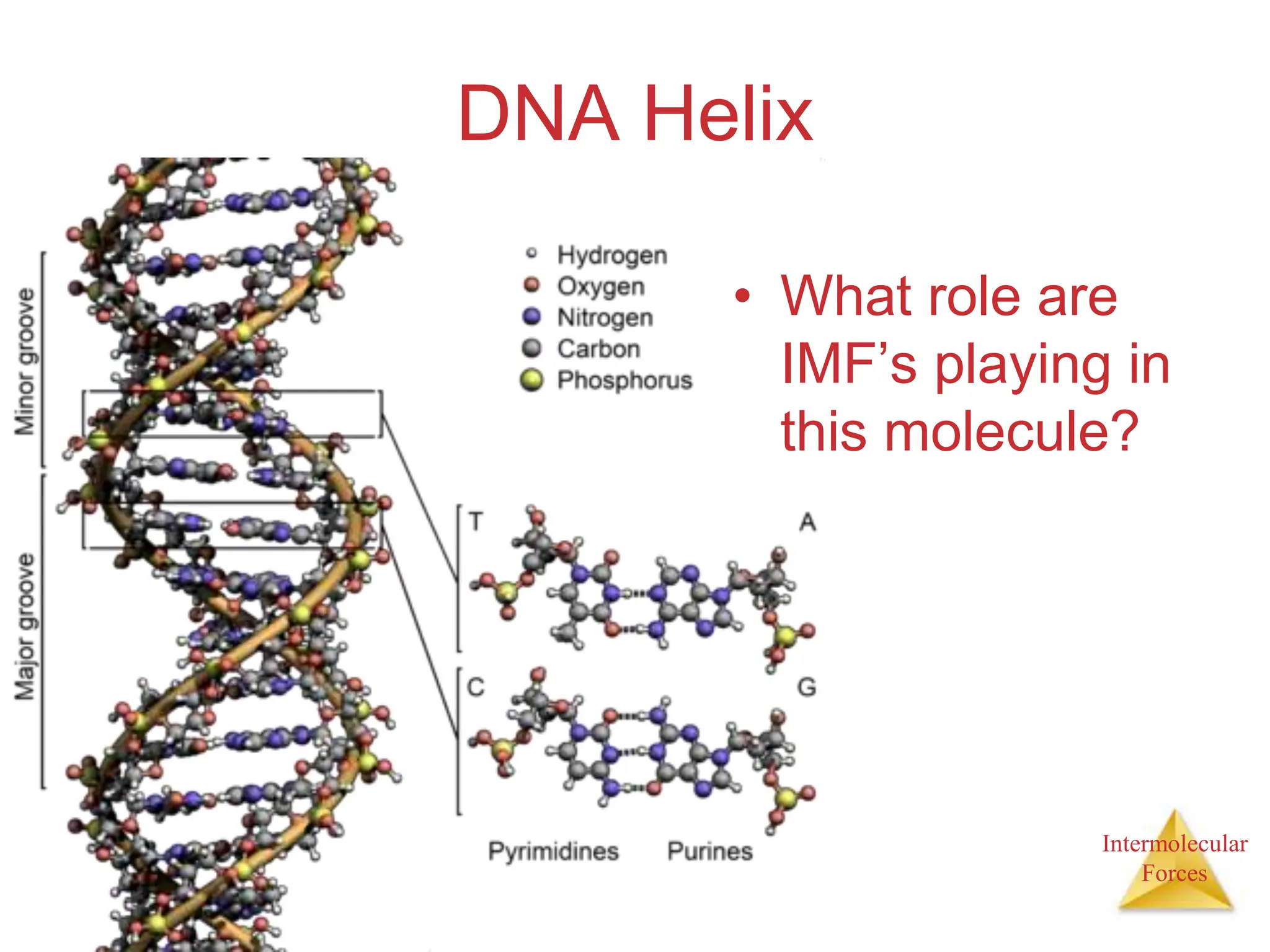 Intermolecular
Forces
DNA Helix
• What role are
IMF’s playing in
this molecule?
 