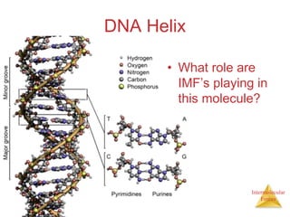 Intermolecular
Forces
DNA Helix
• What role are
IMF’s playing in
this molecule?
 