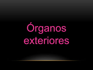 Órganos
exteriores
 